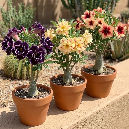 Random Desert Rose Live Plant, Patio Container Succulent, 4-8 Inch Tall - Image 5