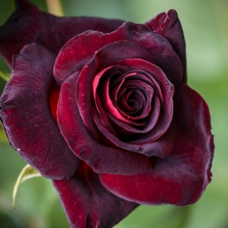Black Red Rose Climbing Live Starter Plant, Fragrant Rose Trellis 5-9" Tall - Image 6