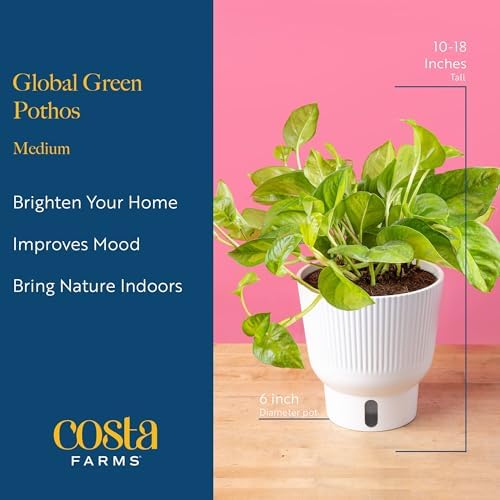 Costa Farms Global Green Golden Pothos, Live Indoor Plant, Trailing Vine - Image 4