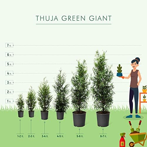 Brighter Blooms Thuja Green Giant Arborvitae, 5-6 ft. - Image 5