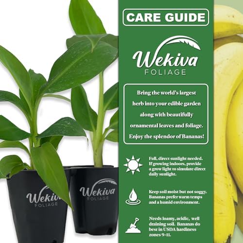 Ice Cream Banana Tree - 4 Live Starter Plants - Musa Acuminata Balbisiana - Edible Fruit Bearing Tree for The Patio and Garden - Image 2