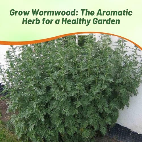 Outsidepride Wormwood Seeds - 10000 Pcs. Perennial, Easy to Grow & Drought Tolerant, Herb Seeds for Planting Aromatic, Delicate Gray-Green Foliage, Great for Landscaping & Xeriscaping Herb Gardens - Image 6