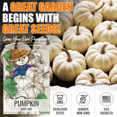 Seed Needs Baby Boo Pumpkin Seeds to Plant Vegetables - 10 Packs - Image 2