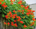 Trumpet Vine Bare Root Seedlings for Planting | Fast Growing Perennial Orange Flower Climbing Vine | Hummingbird Attracting Campsis Radicans Live Plants for Trellis, Fence & Pergola (5 Plants) by CZGrain