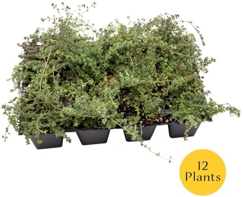 12 Woolly Thyme – Low-Growing Fragrant Fuzzy Evergreen Groundcover for Rock Gardens, Containers & Pathways (Thymus pseudolanuginosus) in 2.5″ Cubes, Live Plants - Image 4