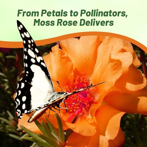 Outsidepride Orange Moss Rose Seeds - 10000 Pcs Annual, Drought & Heat Tolerant, Pollinator Friendly Ground Cover Seeds for Planting w/Vibrant Blooms & Succulent Foliage, Ideal for Xeriscaping - Image 4