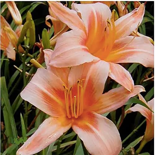 Pink Daylily - Bare Root Plant, Hardy Perennial for Zone 4, Delicate Pink Blooms, Low Maintenance, Ideal for Full Sun or Partial Shade, Perfect for Garden Borders & Landscapes by MardeRossCompany