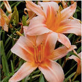 Pink Daylily - Bare Root Plant, Hardy Perennial for Zone 4, Delicate Pink Blooms, Low Maintenance, Ideal for Full Sun or Partial Shade, Perfect for Garden Borders & Landscapes by MardeRossCompany