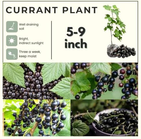 Black Currant Bush Live Plant, Cold Hardy Berry Fruit Shrub, 5-9 Inch Tall - Image 3