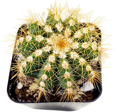 Live Mini Cactus Plants (8 Pack), Assorted Potted Cacti Variety Pack - Image 3