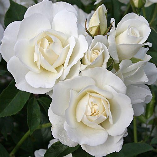 Heirloom Shrub Roses, Live Own Root Plant, Iceberg® by HeirloomRoses