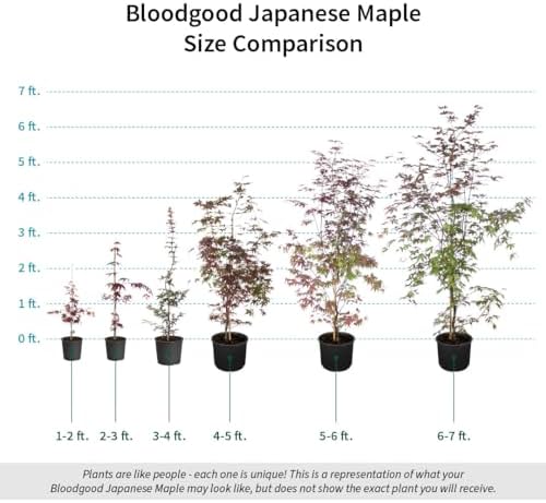 Brighter Blooms Bloodgood Japanese Maple Tree, 3-4 ft. - Image 4