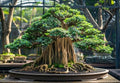 Indian Banyan Bonsai Tree Seeds for Planting - Ficus benghalensis by CZGrain