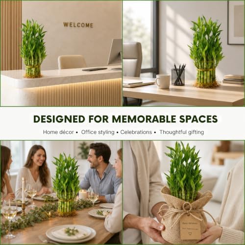 Lucky Bamboo Plant, Two Tier Indoor Houseplant, 15 Stalk Bundle - Image 5