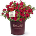 Perfect Plants Autumn Bonfire Encore Azalea, 3 Gallon, Live Plant by PerfectPlantsNursery