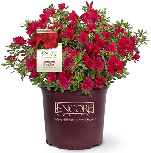 Perfect Plants Autumn Bonfire Encore Azalea, 3 Gallon, Live Plant by PerfectPlantsNursery