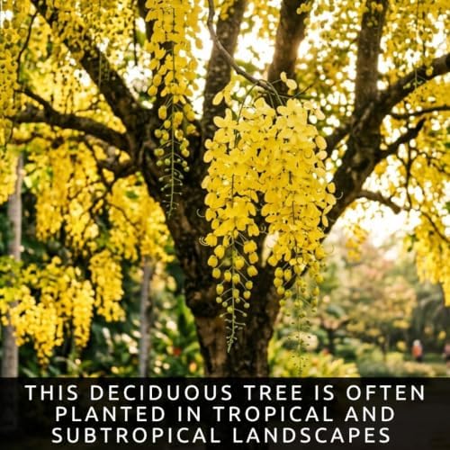 10 Golden Shower Tree Seeds | Cassia Fistula Flowering Tree Seeds - Image 6