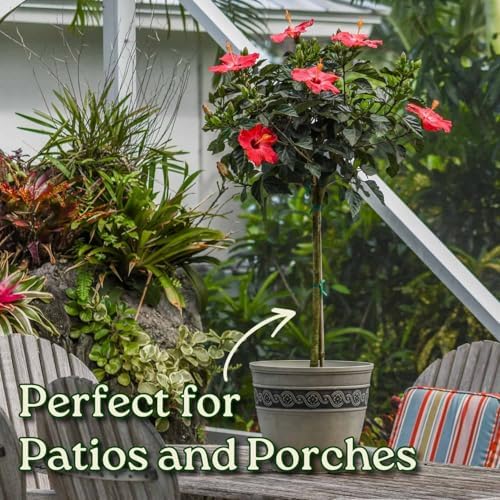 Hibiscus Tree Live - Pink Flowers - Overall Height 38" to 44", 3 Gallon Pot - Tropical Plants of Florida - Image 6
