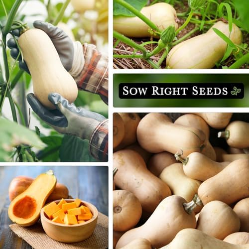Sow Right Seeds - Waltham Butternut Squash Seed for Planting Outdoors - Image 4
