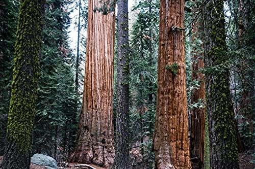 Giant Sequoia | Small Tree Seedling | The Jonsteen Company - Image 6