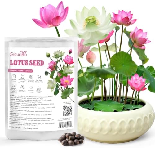 10Pcs Lotus Seeds for Planting in Water Aquatic Plants for Ponds, Bonsai by Groundio