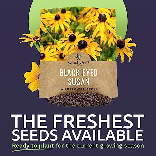 Black Eyed Susan Seeds – Extra Large Packet – Over 100,000 Open Pollinated Non-GMO Wildflower Seeds – Rudbeckia hirta - Image 2