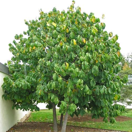 Paw Paw Tree, 1 Gallon Live Nursery Pot, Edible Fruit Tree | Arbor Day Foundation (Due to Agricultural Laws, Unavailable to AZ, CA, GA, OR, WA) - Image 4