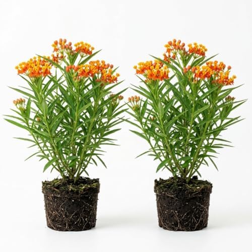 Set 2 Tropical Butterfly Milkweed Plants, 4-8" Tall Live Milkweed Plants by AKTRD
