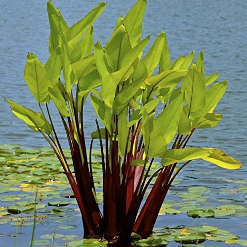 Red Stem Canna a Great Live Pond Plant for Your Water Garden. Filters koi and Goldfish Ponds. Good for Bogs, Plant Shelf or Shallow Water This marginal Aquatic is a Real Beauty by Chalily