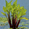 Red Stem Canna a Great Live Pond Plant for Your Water Garden. Filters koi and Goldfish Ponds. Good for Bogs, Plant Shelf or Shallow Water This marginal Aquatic is a Real Beauty by Chalily