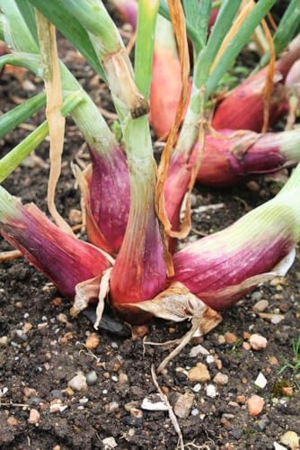 TomorrowSeeds - Monique French Shallot Sets (Bulbs) - 1/2 Pound - for 2025 Planting Seeds Semi-Long F1 Echalote Banana Ulle Mooseer Red Onion Set Scallion Vegetable Grow Your Own - Image 3