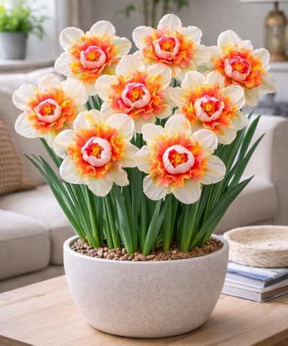 Princess Bride Double Daffodil Bulbs for Planting - Easy to Grow Perennial Flowers for Garden or Containers (50 Bulbs) - Image 2