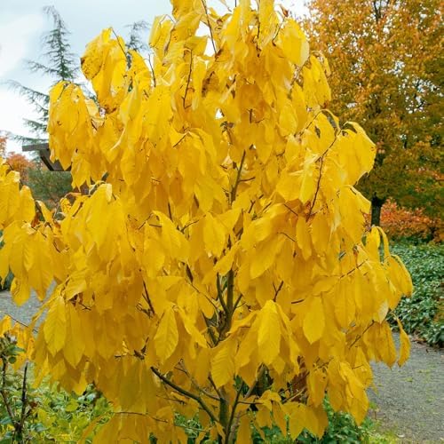 2 Pawpaw Live Fruit Trees, Cold Hardy, 6–12" Tall, Potted - Image 6