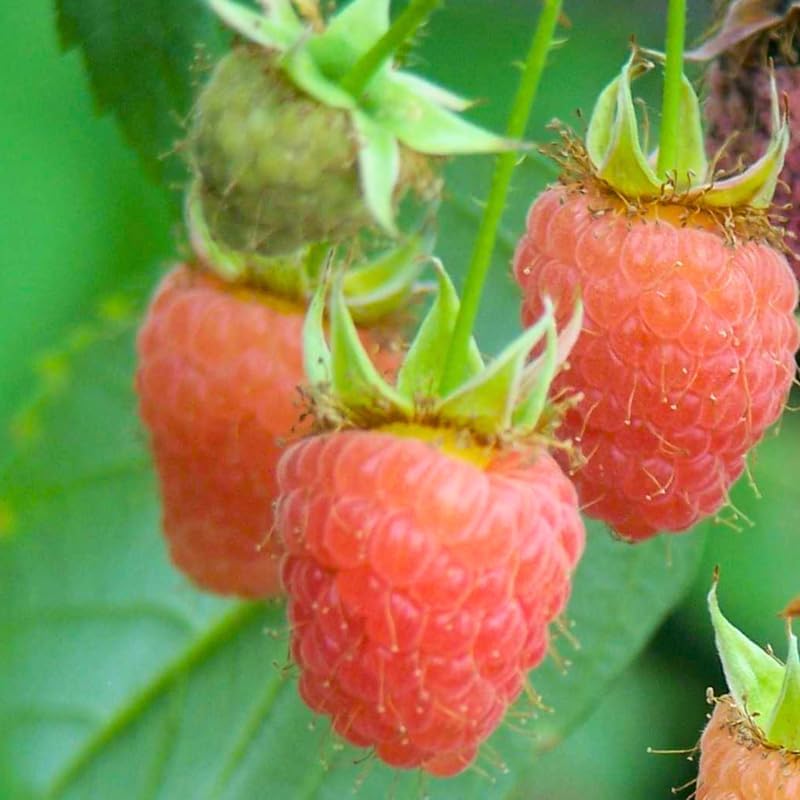 Double Gold Raspberry Live Plant Potted 1-2 Years Old, Berry Bush - Image 2