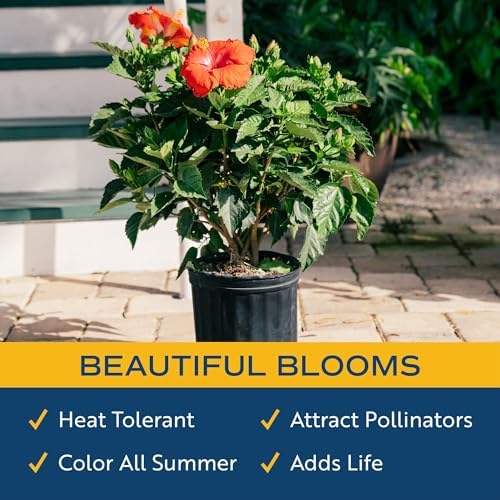 Costa Farms Hibiscus, Live Outdoor Plant, Easy Care, Home Decor - Image 5
