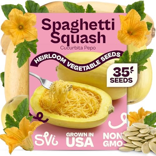 SVI 35 Winter Spaghetti Squash Seeds (Cucurbita Pepo) – Yellow Winter Squash Spaghetti Seed Packets, Long Storage – Heirloom Vegetable Seeds for Outdoor Vegetable Garden, Raised Beds, Peat Pots by SVI