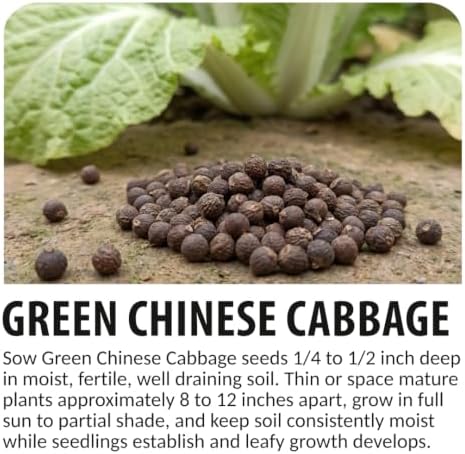 Chinese Cabbage Seeds to Plant | 100 Seeds | Green Asian Garden Vegetable - Image 6