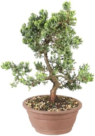 Brussel's Bonsai - Large Juniper Live Bonsai Tree, Potted Outdoor Plant - Image 2