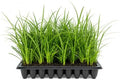 Evergreen Giant Liriope Muscari - 3 Live Plants - Drought Tolerant Low Maintenance Evergreen Groundcover Grass by FloridaFoliage