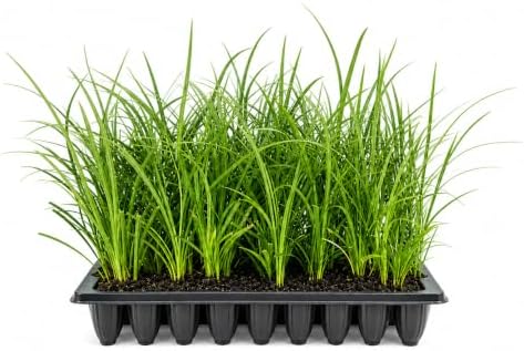 Evergreen Giant Liriope Muscari - 3 Live Plants - Drought Tolerant Low Maintenance Evergreen Groundcover Grass by FloridaFoliage