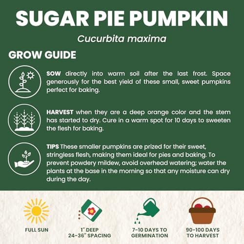 Sugar Pie Pumpkin Seeds – 40 Premium Seeds for Planting – Sweet, Small Baking Pumpkin Variety for the 2026 Season – 6 Gram Pouch - Image 4