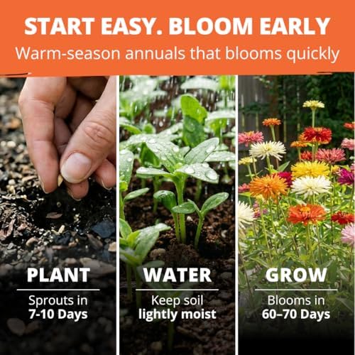 HOME GROWN Zinnia Cactus Mix 650 Flower Seeds Zinnia elegans - Image 4