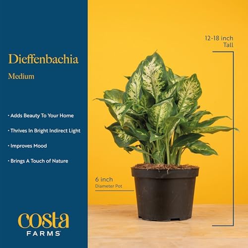 Costa Farms Dieffenbachia, Live Indoor Plant, Easy Care, Home Decor - Image 4