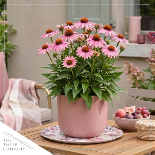 Coneflower (Echinacea) - Pink Blooms, Live Pollinator-Friendly Flowering Perennial, 12" Tall by 6" Wide in 2 Qt Pot - Image 6