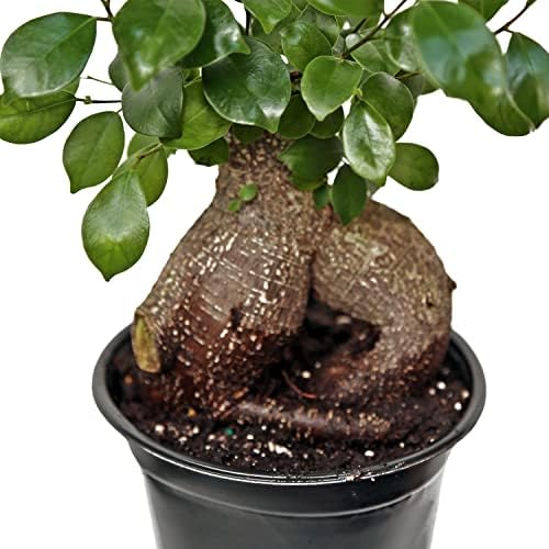Live Ginseng Ficus, Ficus Retusa, Taiwan Ficus, Banyan Fig, Bonsai Houseplant, Birthday Gift, Housewarming Gift for The Home, Plant Lover Gift, Live Potted Houseplant in 6" Pot - Image 4