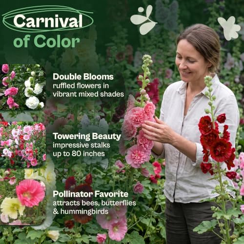 SVI 750 Mix Summer Carnival Hollyhock Heirloom Flower Seeds Alcea rosea - Image 3