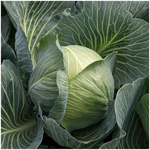 500 Early Round Dutch Cabbage Seeds - Gold Vault Jumbo Seed Packet - Image 3