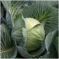 1 Lb Early Round Dutch Cabbage Seeds - Gold Vault by Everwilde+Farms