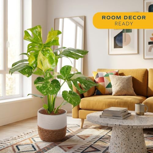 Costa Farms Thai Constellation Monstera, Live Indoor Plant, Tropical Plant - Image 2