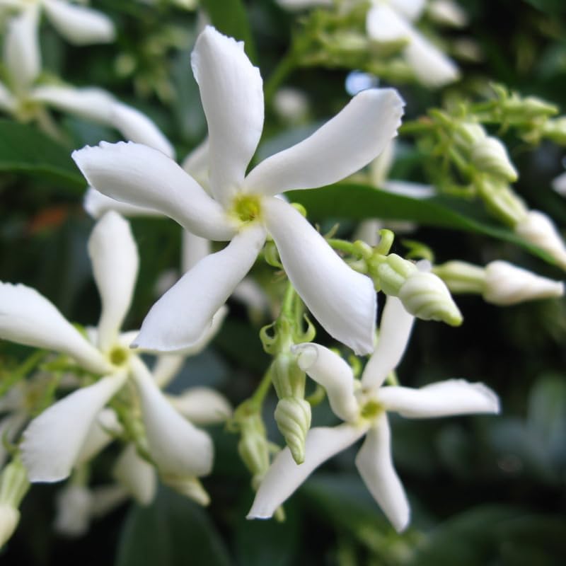 2 Star Arabian Jasmine Plants, Indoor Outdoor Flower, 4-9 Inches - Image 3